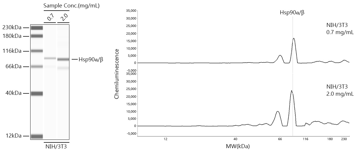 Hsp90α/β Rabbit mAb